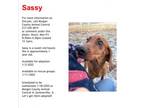 Adopt Sassy a Coonhound