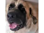 Adopt Theo in PA - Extremely Affectionate Boy! a Great Pyrenees
