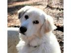 Adopt Delilah a Great Pyrenees