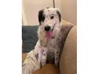Adopt Chief a Great Pyrenees, English Setter