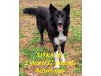 Adopt Sitka a Australian Shepherd