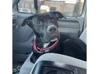 Adopt Rascal 01-0504 a Pit Bull Terrier