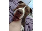 Adopt Yams a American Staffordshire Terrier