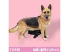 Adopt Honey / Princess a German Shepherd Dog