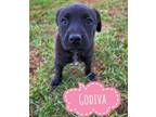 Adopt Godiva a Great Pyrenees, Irish Terrier