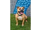 Adopt Mollie a Boxer, Staffordshire Bull Terrier