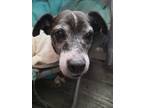 Adopt Old Man Dexter a Jack Russell Terrier, Mixed Breed