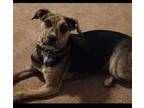Adopt Chelsea a Staffordshire Bull Terrier, Labrador Retriever