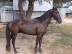 Tennessee Walking Horse For Sale