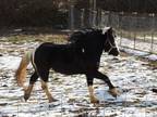 Gypsy vanner stallion