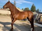 Chesnut Pure Spanish Horse Rare and stunning PRE Andalusian
