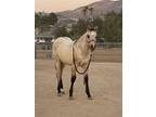 AQHA Dun ColtPrice Reduced