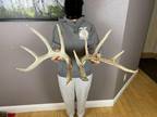 2 Whitetail Deer Antlers Sheds #1 Grade Wild Idaho Horns