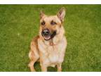 Adopt LINK a Tan/Yellow/Fawn - with Black German Shepherd Dog / Mixed dog in San