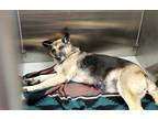 Adopt MISHA a Tan/Yellow/Fawn - with Black German Shepherd Dog / Mixed dog in