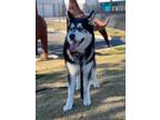 Adopt BART a Black - with Gray or Silver Husky / Mixed dog in San Martin