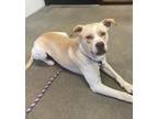Adopt Stimpy a Labrador Retriever / Mixed dog in Corpus Christi, TX (33594539)