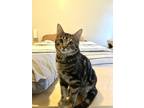 Adopt Freya a Spotted Tabby/Leopard Spotted Domestic Shorthair / Mixed cat in