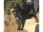 Adopt PANCHEETO a Black Mastiff / Mixed dog in San Marcos, CA (33594236)