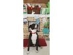 Adopt Major a Black - with White Border Collie / Boxer dog in Lockhart