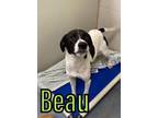 Adopt Beau 22484 a White Pointer dog in Joplin, MO (33594345)