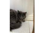Adopt Irelia a Brown or Chocolate Domestic Longhair / Domestic Shorthair / Mixed