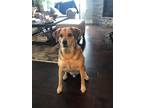 Adopt Tucker - COURTESY POST a Tan/Yellow/Fawn Beagle / Labrador Retriever dog