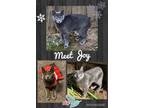 Adopt Joy a Gray or Blue Domestic Mediumhair (medium coat) cat in Twin Falls