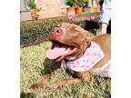 Adopt Bambina (SDF) a Brown/Chocolate American Pit Bull Terrier / Labrador