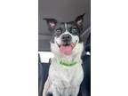 Adopt Princess Leia a White - with Black Fox Terrier (Smooth) / Jack Russell