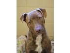 Adopt Pam 43621 a Brown/Chocolate American Pit Bull Terrier / Mixed dog in