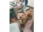 Adopt Bear a Brown/Chocolate American Staffordshire Terrier / Mixed dog in