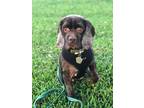Adopt Rudolph a Brown/Chocolate Cocker Spaniel / Mixed dog in Cape Coral