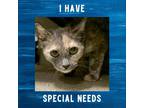 Adopt Glimmer a Gray or Blue Domestic Shorthair / Domestic Shorthair / Mixed cat