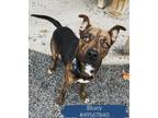 Adopt Bluey a Black American Pit Bull Terrier / Shepherd (Unknown Type) / Mixed