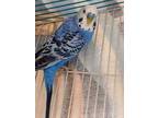 Adopt Berry (bonded with Buffy) a Blue Parakeet - Other / Parakeet - Quaker /