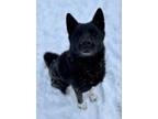 Adopt Athena a Black Akita / Mixed dog in Caldwell, ID (33593343)