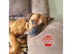Adopt Hickory a Brown/Chocolate Boxer / Mixed dog in Cincinnati, OH (33586514)