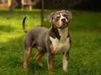 Adopt WYATT* a Gray/Blue/Silver/Salt & Pepper American Pit Bull Terrier / Mixed