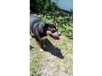 Adopt Shiva a Black - with White Rottweiler / Collie / Mixed dog in Port St