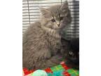 Adopt Willump a Gray or Blue Domestic Longhair / Domestic Shorthair / Mixed cat