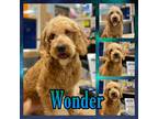 Adopt Wonder a Red/Golden/Orange/Chestnut Labradoodle / Mixed dog in Hatfield