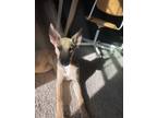 Adopt LOLA a Tan/Yellow/Fawn Plott Hound / Husky / Mixed dog in San Antonio