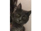 Adopt Sage a Gray or Blue (Mostly) American Shorthair / Mixed (medium coat) cat