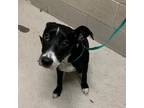 Adopt Josie a Black Border Collie / Mixed dog in Milton, FL (33592547)