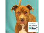Adopt Andre a Brown/Chocolate American Pit Bull Terrier / Mixed dog in Bristol
