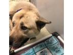 Adopt Betty a Tan/Yellow/Fawn Akita / German Shepherd Dog / Mixed dog in East ST