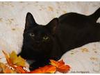 Adopt Diana - female a All Black Domestic Shorthair cat in Plainfield