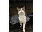 Adopt Letta a Domestic Shorthair / Mixed (short coat) cat in Springfield