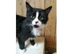 Adopt Kitten 22515 (Gata) a Maine Coon (long coat) cat in Parlier, CA (33586258)